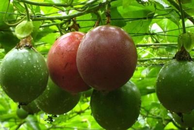 世界最酸的十大水果,酸枣上榜,第五被誉为柠檬酸仓库