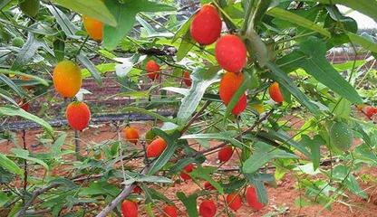 安康汉水情农业:另类的水果之王--红参果