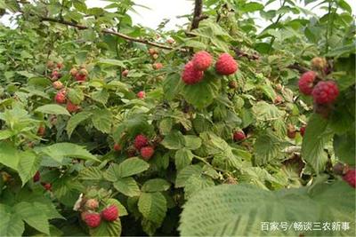 水果之王掌叶树莓,种植地块的选择与处理