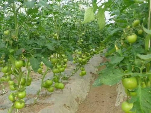 蔬菜 种植合作基地 产品中心 广州绿康达农副产品
