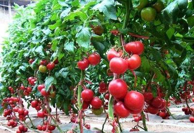 种植番茄妙用大棚,加上一层膜,让产量显著提高