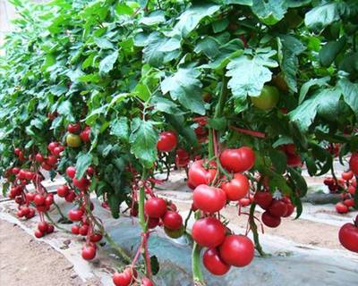 番茄生长的温度、水分条件,番茄种植你需要知道